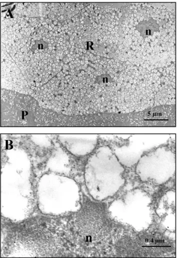 Figure 4. TEM micrographs of the reflector layer in the light organ. A) Micrograph of a bordering region between photogenic layer (P) and reflector layer (R) in the light organ of L