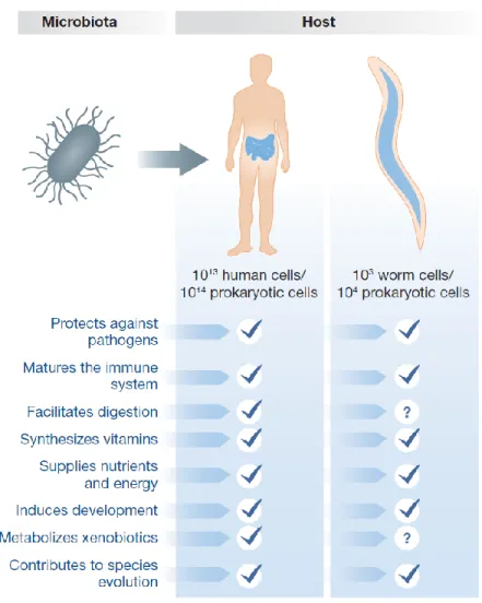 Figure 1 – Functions of gut microbiota in human and nematode hosts. 