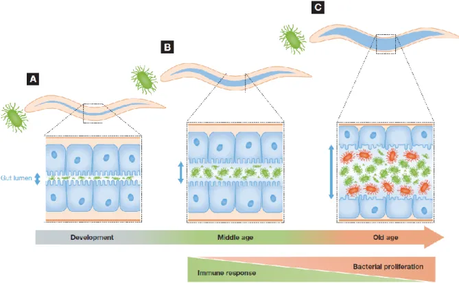 Figure 2 – Changes in C. elegans–gut microbiota interactions during the course of life