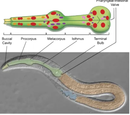 Figure 3 – C. elegans digestive tract. 