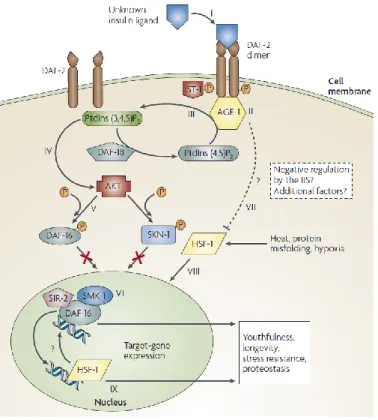 Figure 4 – Insulin/IGF signaling pathway 