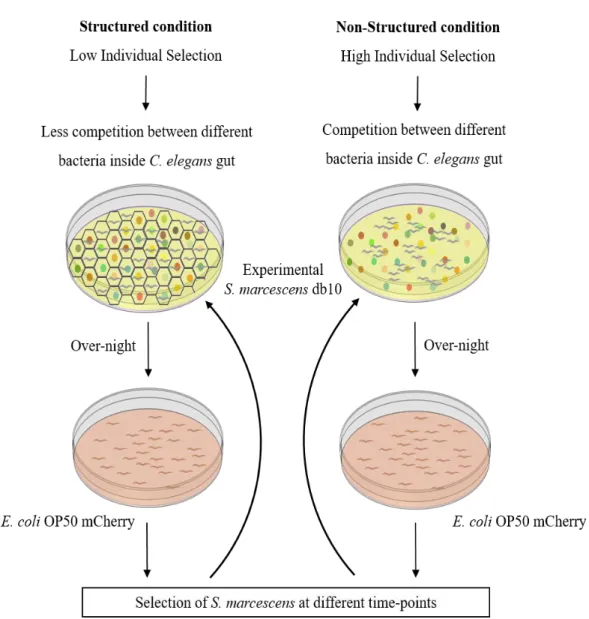 Figure 5 – Scheme of experimental evolution protocol. 