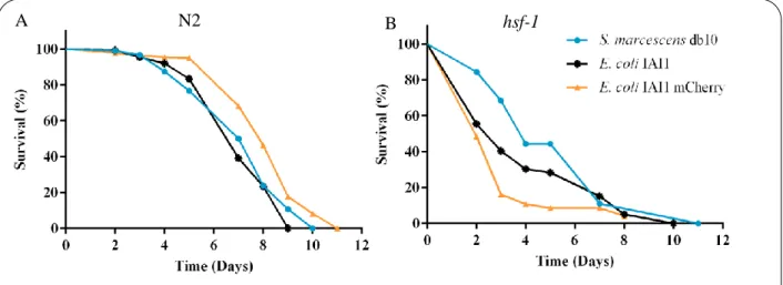 Figure 6 – Survival of C. elegans fed on different pathogenic bacteria.  