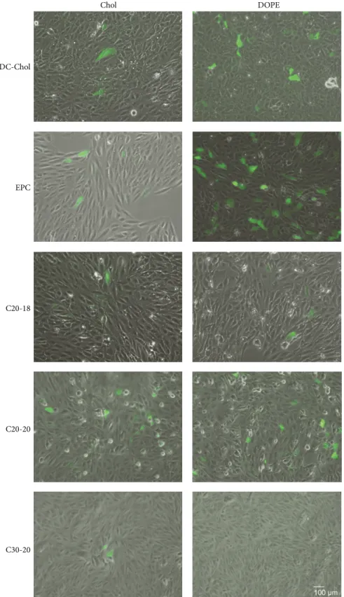 Figure 12: Qualitative assessment of lipoplex transfection. ARPE-19 cells were incubated with lipoplexes containing lipids C20-18, C20-20, or C30-20 against reference lipids DC-Chol and EPC with either Chol or DOPE as colipid at N/P molar ratio 0.5 : 1 for