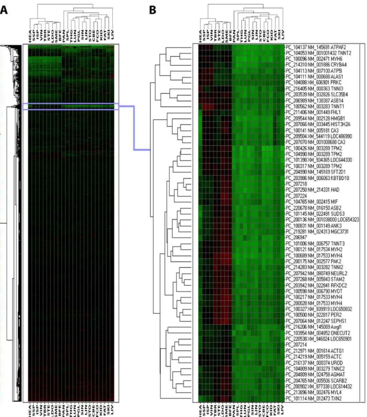 Figure 3. Two-way hierarchical clustering of gene expression ratios. Heatmaps displays the log2(M) on a color scale from green indicating lower expression to red indicating a higher expression, interpolated over black for log2(M) = 0