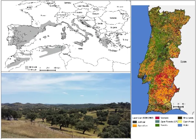 Figure 1 – Up left) distribution of Mediterranean oaks (cork oak and holm oak) adapted from Caudullo et al., 2017; bottom 