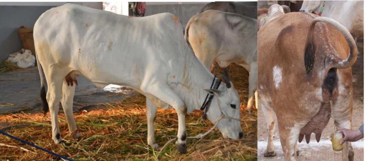 Fig. 2: Panchagawya’s of Indian cow. 