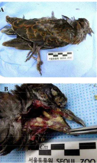 Fig. 1: Photograph of an Oriental Turtle-dove: A, wart-like  proliferations on the skin of the legs and head
