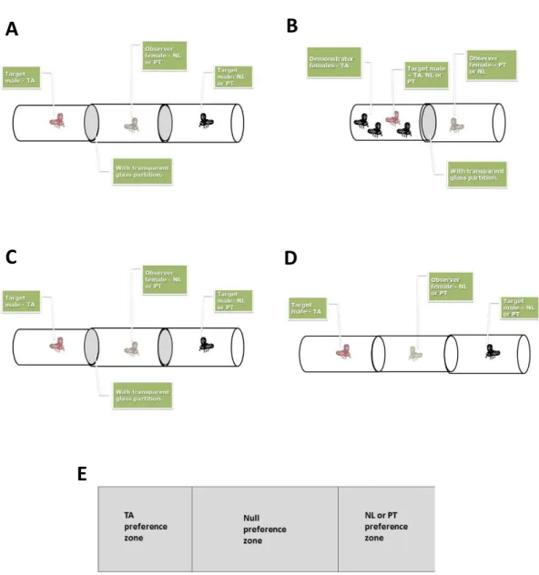 Figure 1. Different steps of the assay. This protocol tries to study if  MCC can increase the hybridisation between  individuals from different populations, with four different steps: (A) pre-demonstration step; (B) demonstration step; 