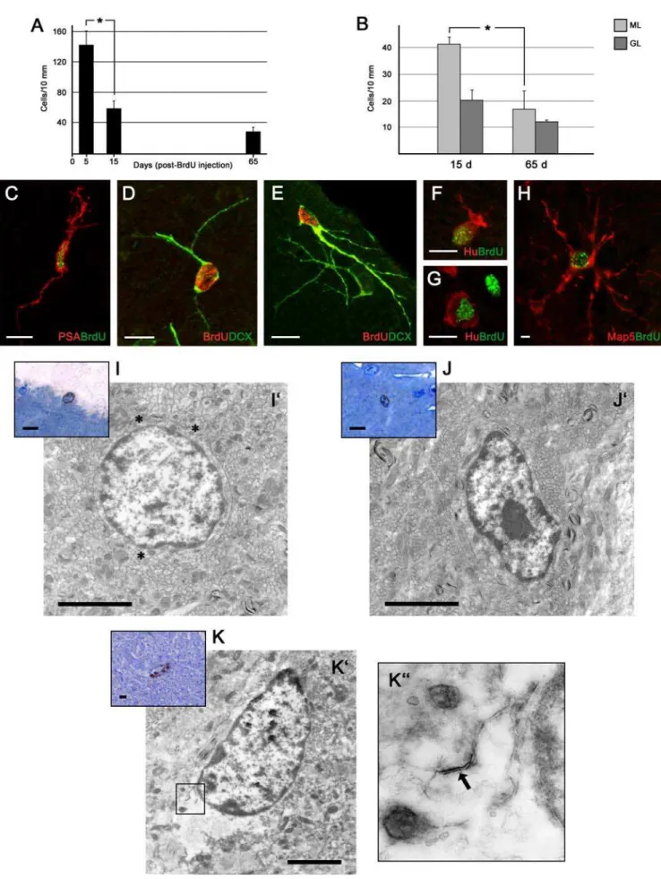 Figure 5. Newly generated cells 1–2 months after their genesis in the cerebellar cortex of peripuberal rabbits