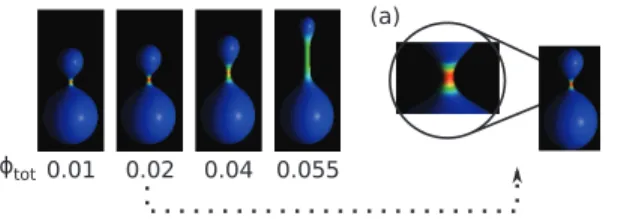 Figure 2. The shapes of the vesicle composed of (iso + iso), (iso + aniso), and (aniso + aniso) components for v~0:8, w tot ~0:02, H m A ~ 8:0, H Bm ~ 4:2, k A ~ 4k B .