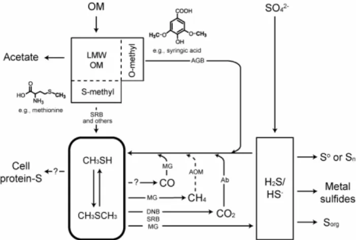 Fig. 1. A schematic diagram summarizing geochemical processes linked by methylated sulfides in anoxic environments