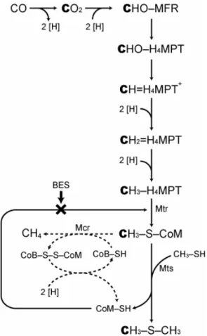 Fig. 5. A simplified scheme of methanogenic dimethyl sulfide (DMS) formation. The formation of DMS from carbon  monox-ide (CO) is reported in Moran et al