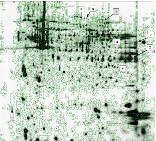 Figure 1. Spot map of equine PBL proteome generated by DeCyder 6.5 software. Protein spots detected on gel after scanning and processing were encircled in green