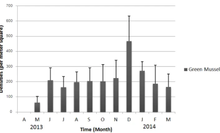 Figure 2. Density of  farmed Asian  green mussel attached on  the experimental substrate (ropes) in  Marudu Bay recorded from April 2013 to March 2014