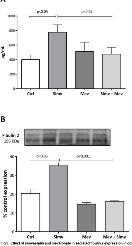Fig 3. Effect of simvastatin and mevalonate in secreted fibulin 2 expression in culture medium from human coronary artery SMCs