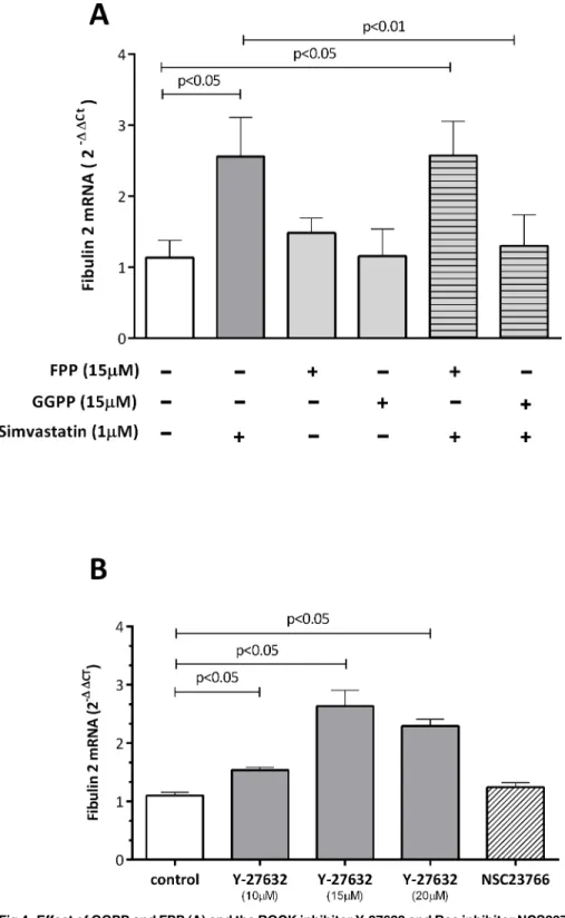 Fig 4. Effect of GGPP and FPP (A) and the ROCK inhibitor Y-27632 and Rac inhibitor NCS23766 (B) on simvastatin-induced fibulin-2 mRNA levels in human coronary artery SMCs