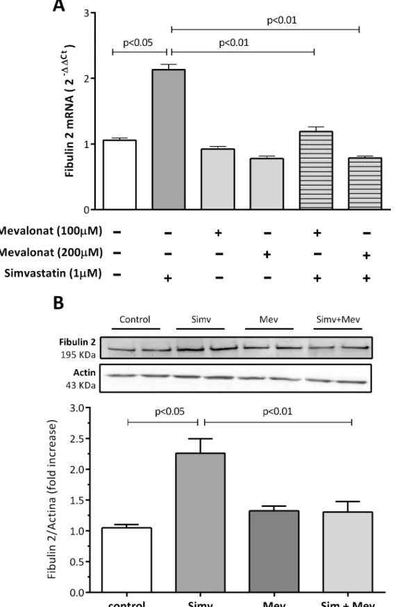 Fig 2. A: Effect of mevalonate on simvastatin-induced fibulin-2 mRNA levels in human coronary artery SMCs