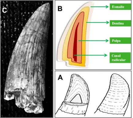Figura 2.5 -  Morfologia e linhas de crescimento de dente de Crocodiliforme. Compilado de Lucas &amp; Prevot  (1991) e Straight (2004)