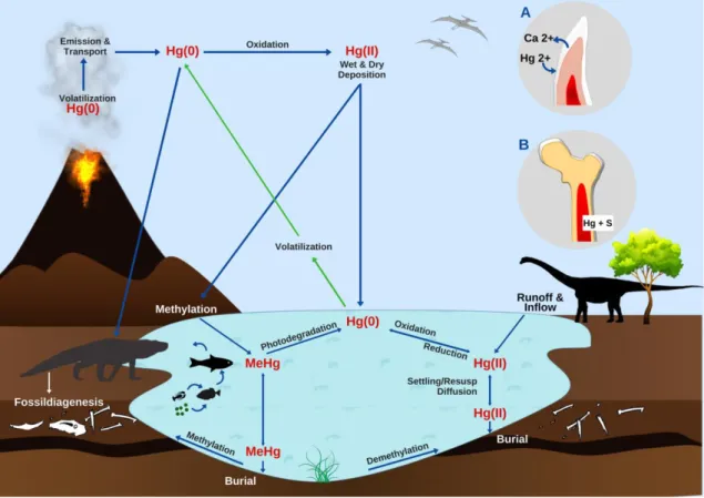 Fig.  3.2  -  Proposed  mercury  cycle  and  its  trapping  in  biomineralized  tissues  under  the  form  of  Hg2+  within  hydroxyapatite  (teeth  and  bones)  and  HgS  (cinnabar)  as  a  result  of  the  calcium  substitution  for  mercury  in  hydroxy