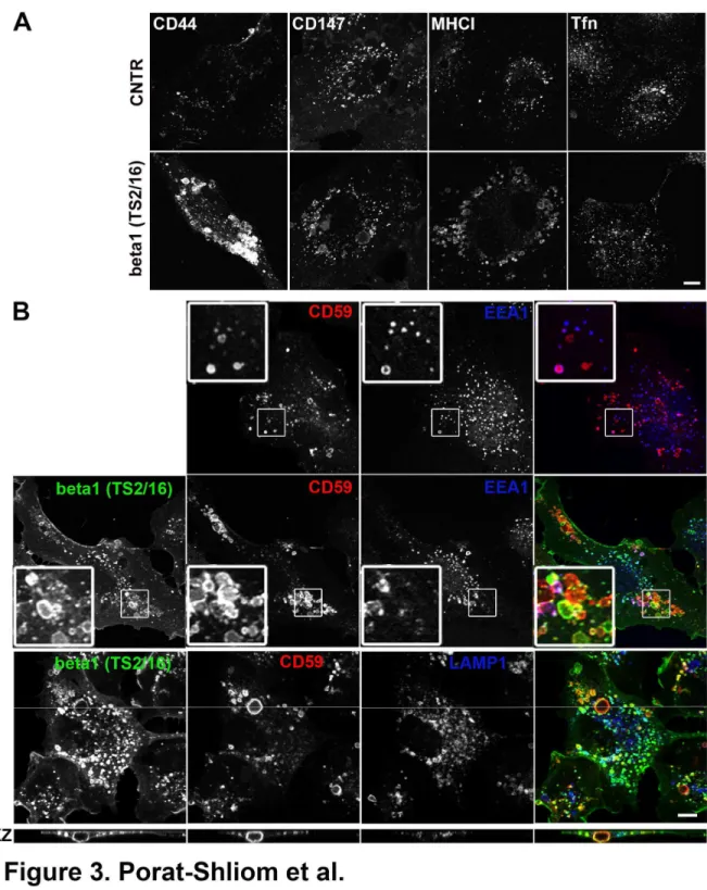 Figure  3.    β1-integrin  activating  antibody  induces  the  formation  of  enlarged  clathrin-independent  endosomes