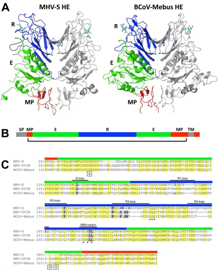 Figure 3. Overall structure and comparison to BCoV-Mebus HE. (A) Ribbon representation of the dimeric MHV -S (residues 25–395) and BCoV- BCoV-Mebus HE (residues 19–376) structures