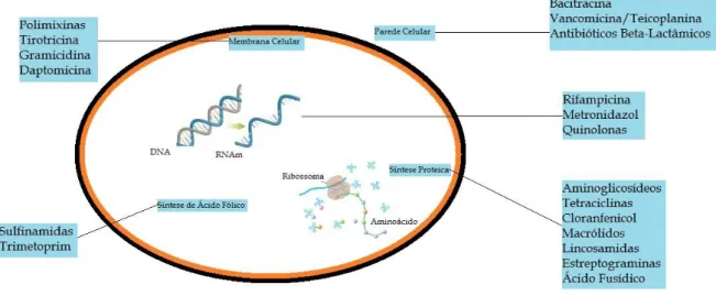 Figura 4.1. Representação dos alvos de ação das principais classes de fármacos  antibacterianos