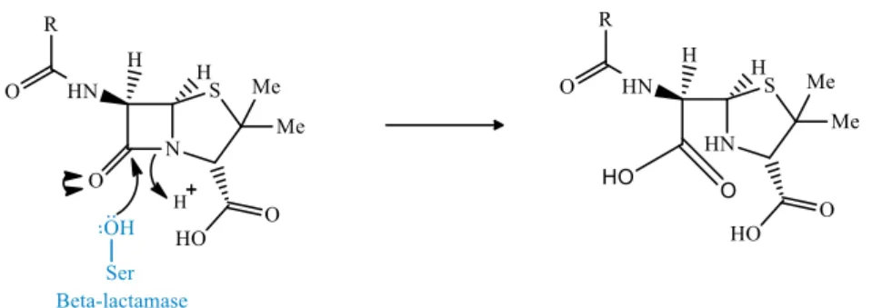 Figura 4.10. Representação da reação de destruição do anel β-lactâmico da penicilina  pela β-lactamase