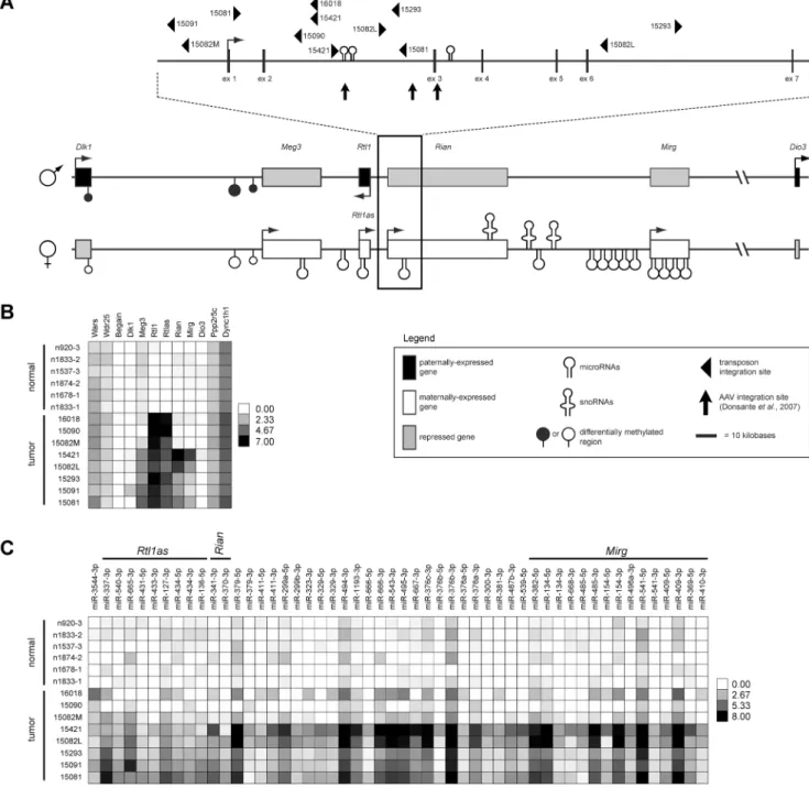 Figure 1. Dlk1-Dio3 domain transposon integration sites in SB–induced HCC and effects on domain expression