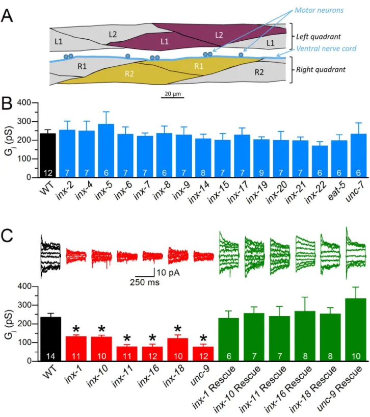 Figure  1.    Junctional  conductance  (G j )  of  C.  elegans  body-wall  muscle  was  significantly  decreased  in  mutants  of  six innexins