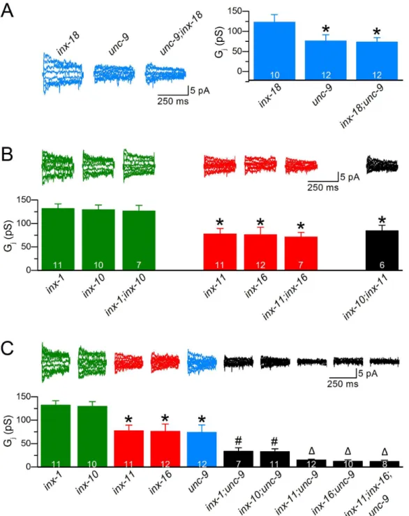 Figure  2.    Innexins  likely  assemble  into  two  distinct  populations  of  gap  junctions  in  C