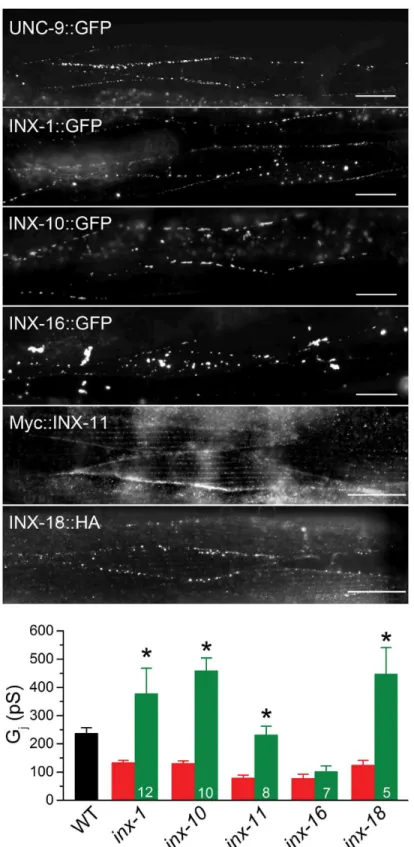 Figure 4.  Subcellular localization of innexins in C. elegans body-wall muscle.  Top, Subcellular localization patterns of innexin fusion proteins in body-wall muscle
