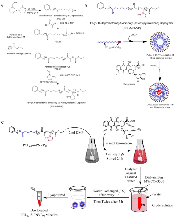 Figure 1. Synthesis and loading of Doxorubicin in PCL 63 - b -PNVP 90 . (A) Schematic illustration of the synthesis of well-defined amphiphilic poly ( e -caprolactone)- b -poly ( N -vinylpyrrolidone) block copolymer via the combination of ROP and xanthate-