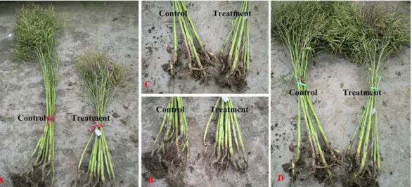 Figure 2. The effect of waterlogging on seedlings of 9981 at the seedling establishment stage