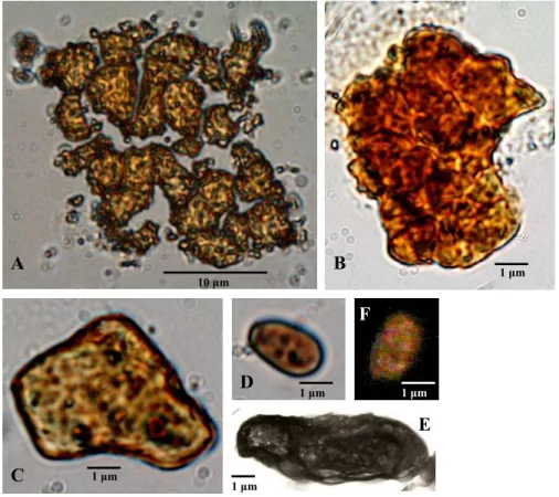 Fig. 1. Examples of photos of the unusual prokaryote found in the aerosol and snow samples.