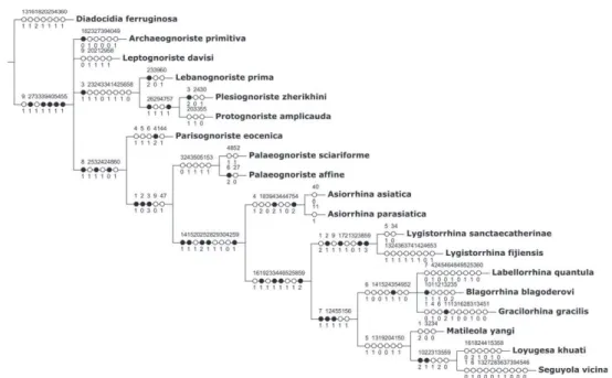 Figure 6. Strict consensus cladogram of four most parsimonious cladograms (176 steps, CI = 0.43, RI =  0.57)