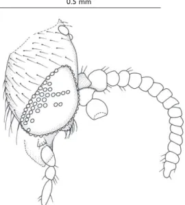Figure 1. Parisognoriste eocenica sp. n., head, lateral.
