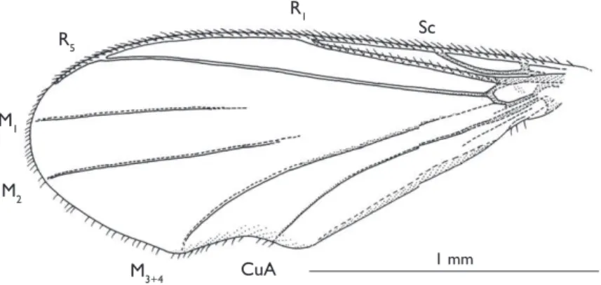 Figure 2. Parisognoriste eocenica sp. n., wing.