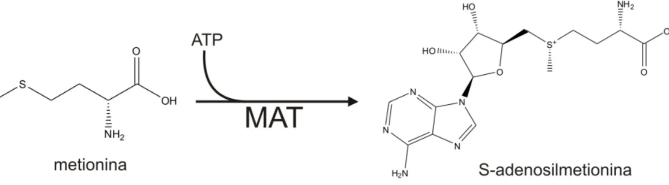 Fig.  4  –  Reacção  de  desmetilação  da  S-adenosilmetionina  (SAM)  a  S-adenosilhomocisteína  (SAH),  por  acção  da  metiltransferase (MT)