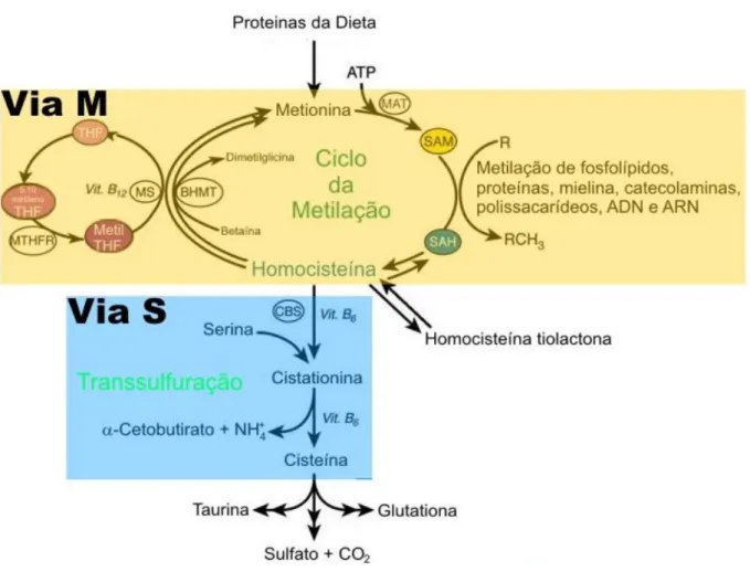 Fig.  5  –  Metabolismo  da  homocisteína.  A  metionina  proveniente  das  proteínas  da  dieta  é  essencial  para  vários  processos  fisiológicos,  especificamente  reacções  que  envolvem  metilação