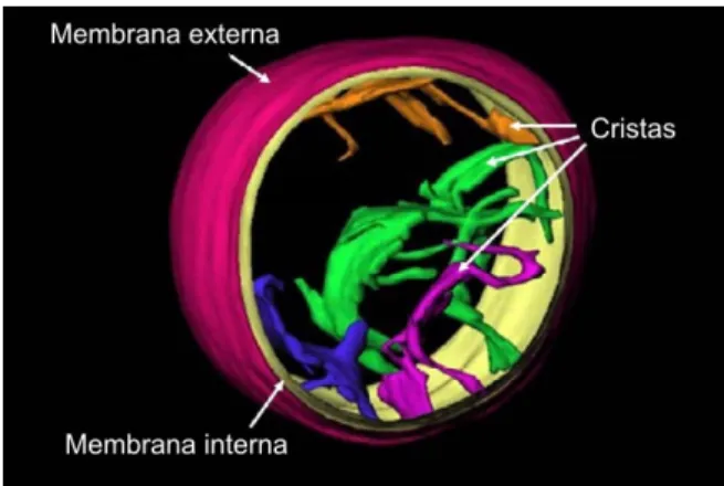 Fig.  9  –  Modelo  actual  da  estrutura  das  membranas  mitocondriais,  obtida  por  tomografia  electrónica,  a  partir  de  mitocôndrias intactas de fígado de rato