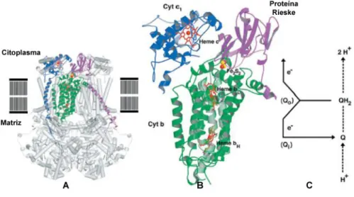 Fig. 11 – Citocromo bc 1  e o ciclo Q. A) estrutura do citocromo bc1 obtida por cristalografia; B) núcleo funcional do  complexo  enzimático,  constituído  pelo  citocromo  c,  pela  proteína  de  Rieske  (roxo)  e  pelo  citocromo  c 1   (azul)