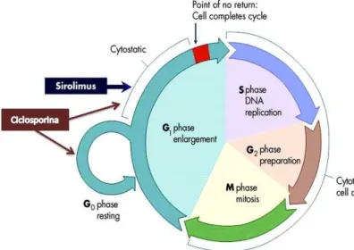 Figura 2 - Local de ação da ciclosporina e sirolimus no ciclo celular.