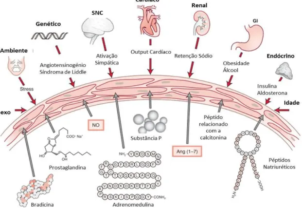 Figura  9  -  Mecanismos  patofisiológicos  da  HTA.  Setas  vermelhas:  mecanismos  hipertensores;  setas  cinzentas: mecanismos opostos à HTA; Ang (1-7), angiotensina (1-7); SNC, sistema nervoso central; GI,  gastrointestinal; NO, óxido nítrico