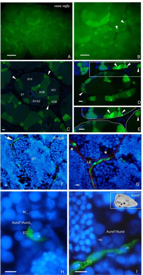 Figure 3. SSC niche in zebrafish testes. Whole-mount of vasa::egfp testes analyzed under fluorescence (A,B) and CLSM (C–E)