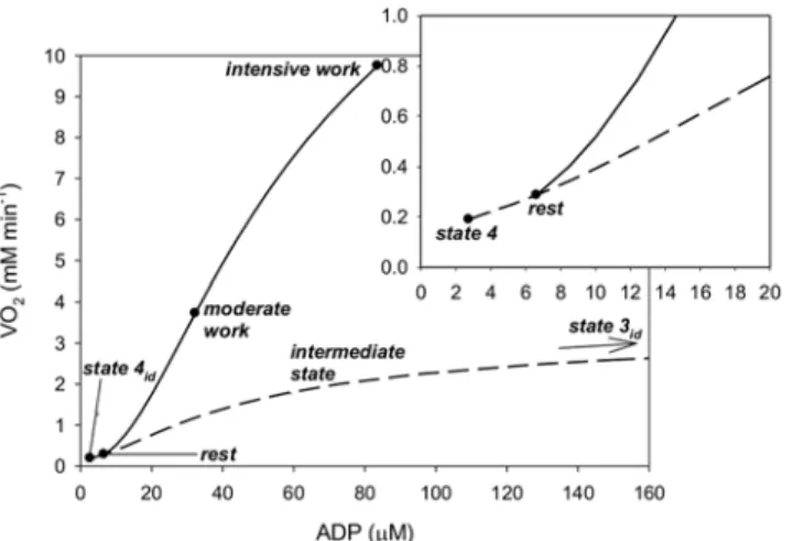 Fig 1. Simulated phenomenological steady-state V ’ O 2 -ADP relationship in different states