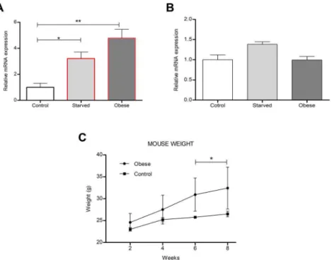 Figure 8. Diet regulates mouse hypothalamic Tfap2b and Kctd15 transcript levels. (A,B) Relative level of (A) Tfap2B and (B) Kctd15 expression in the hypothalamus from starved or obese male mice (n = 10 qPCR runs; one-way ANOVA with Bonferroni post hoc test