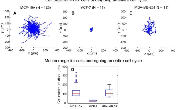 Figure 15. Negative phase contrast images of MCF-10A, MCF-7, and MDA-MB-231 cells. (A) MCF-10A cells have polarized protrusion structures of leading edge versus trailing edge
