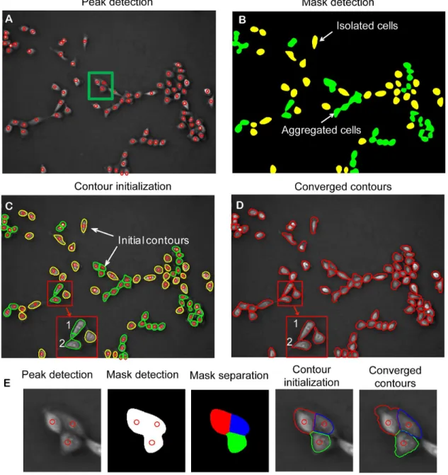 Figure 2. Cell localization, contour detection, and separation of aggregated cells. (A) Based on negative phase contrast image, peaks of light intensity are detected for all cells, as indicated by red circles