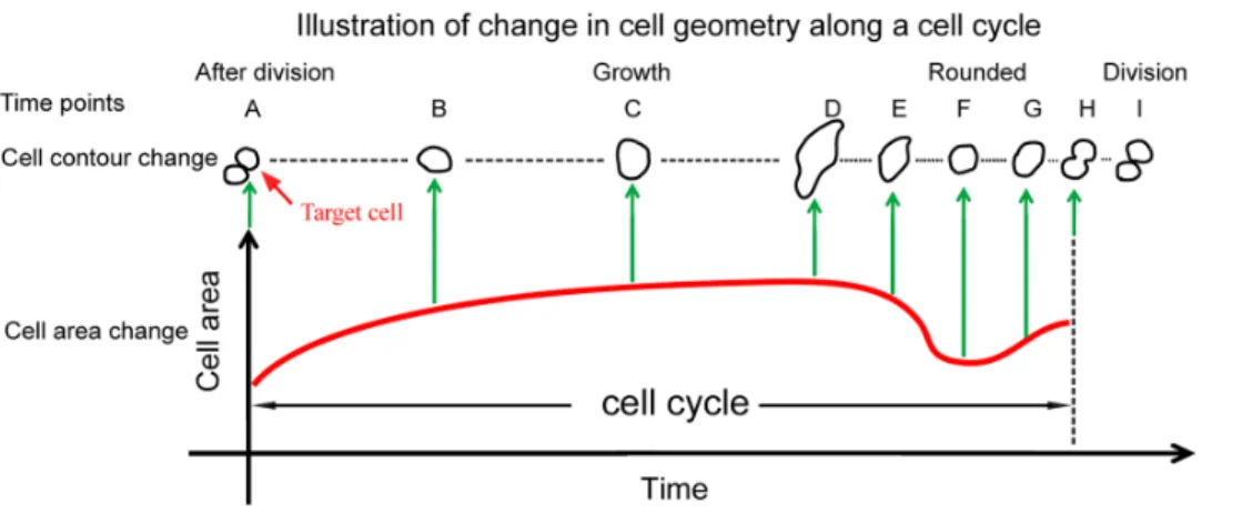 Figure 6. Cell behaviors during cell division for MCF-10A, MCF-7, and MDA-MB-231 cells